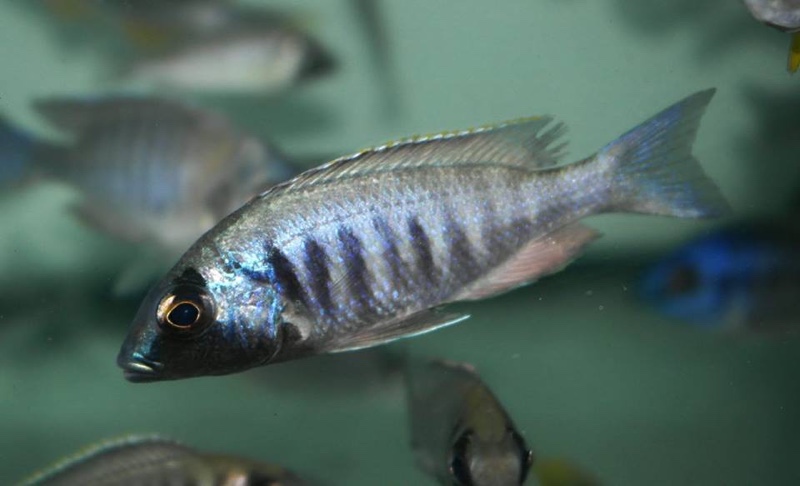 Placidochromis electra 'Gome'
